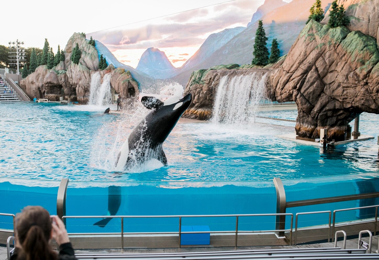 killer whale on body of water