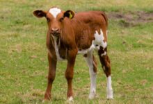 brown and white cow on green grass field during daytime