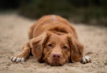 brown dog lying on ground