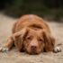 brown dog lying on ground