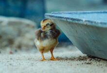yellow chick on gray concrete wall