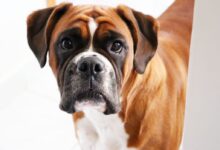 short-coated brown and black dog in close-up photo