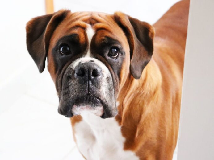 short-coated brown and black dog in close-up photo