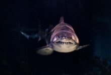 close-up of gray shark