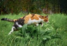 calico cat on green grass during daytime
