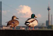two brown ducks