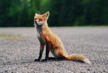 brown and white fox