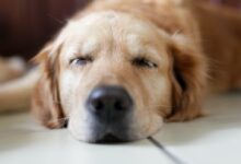 brown Labrador Retriever lying on floor