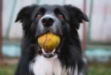 black and white border collie with tennis ball in mouth closeup photography