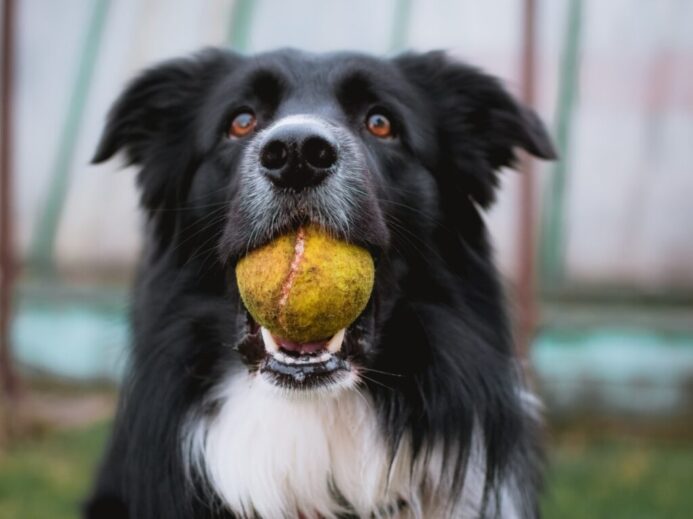 black and white border collie with tennis ball in mouth closeup photography