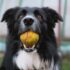 black and white border collie with tennis ball in mouth closeup photography