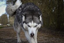 white and gray wolf