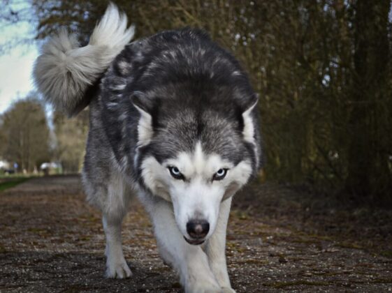 white and gray wolf