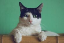 black and white cat lying on brown bamboo chair inside room