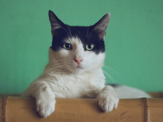 black and white cat lying on brown bamboo chair inside room