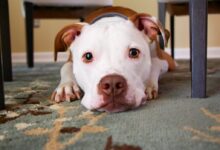 dog laying on area rug