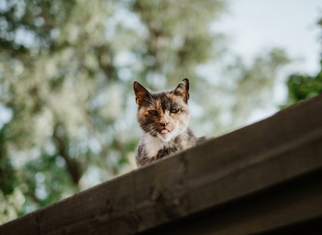 selective focus photography of calico cat on roof