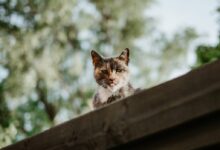 selective focus photography of calico cat on roof