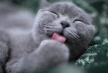 cat licking its paw