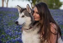 woman beside white and black Siberian husky with purple flowers