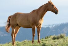brown horse on green grass hill