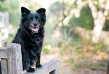 black dog on brown wooden armchair