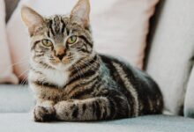 selective focus photo of gray tabby cat