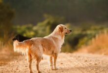 golden retriever walking on brown sand during daytime