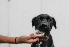 puppy biting brown toy while person grabbing it