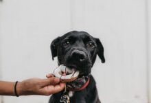 puppy biting brown toy while person grabbing it
