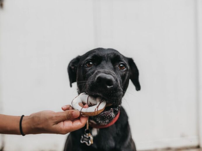 puppy biting brown toy while person grabbing it