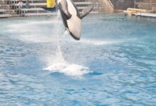 black and white penguin swimming on blue water during daytime