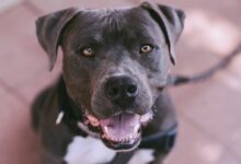black dog looking at camera