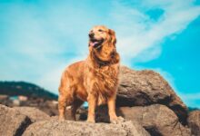golden retriever on gray rock during daytime