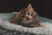 brown tabby kitten on white textile