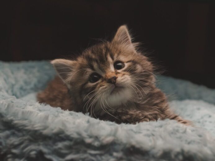 brown tabby kitten on white textile