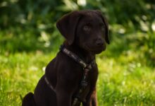 chocolate labrador retriever puppy on green grass field during daytime