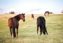 four horses on grass field