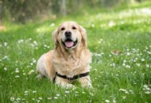 medium short-coated white dog lying on green grass field
