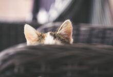 ears cat