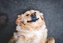 adult cream golden retriever laying on floor