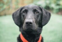 black labrador retriever with red collar