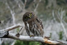 gray owl perching on wooden branch during daytime
