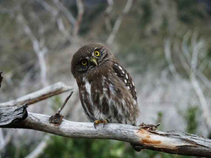 gray owl perching on wooden branch during daytime