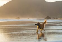 brown dog walk on seashore