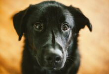 short-coated black dog
