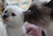 cat mom