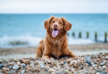 golden retriever lying on ground during daytime