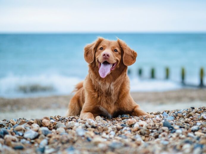 golden retriever lying on ground during daytime