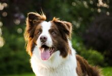 close-up photography of adult brown and white border collie